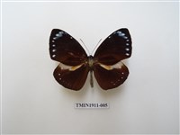 藏品(小紫斑蝶)的圖片